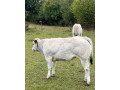 jalovicky-piemont-small-4