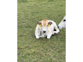 jalovicky-piemont-small-3