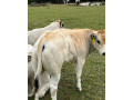 jalovicky-piemont-small-2