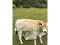 jalovicky-piemont-small-0