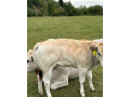 jalovicky-piemont-small-1
