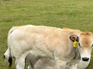 jalovicky-piemont
