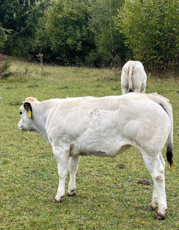 jalovicky-piemont-big-4