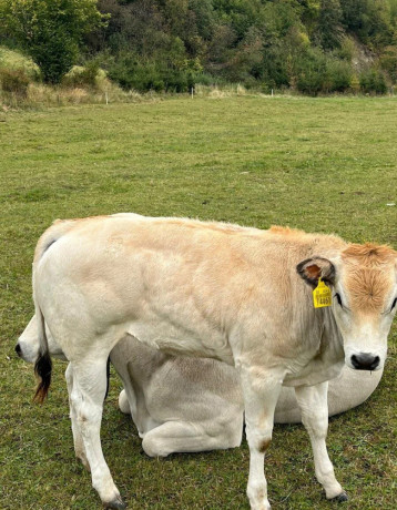 jalovicky-piemont-big-0