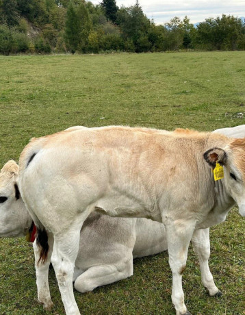 jalovicky-piemont-big-1