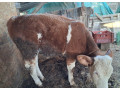 predam-teliatko-0950407431-small-2