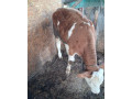 predam-teliatko-0950407431-small-3