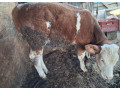 predam-teliatko-0950407431-small-1