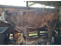 predam-mladu-jalovicu-nachov-aj-na-meso-0950407431-small-4