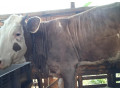 predam-mladu-jalovicu-nachov-aj-na-meso-0950407431-small-0