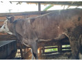 predam-mladu-jalovicu-nachov-aj-na-meso-0950407431-small-2