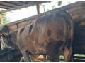 predam-mladu-jalovicu-nachov-aj-na-meso-0950407431-small-3