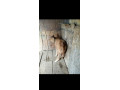 predam-bycka-limuzin-small-2