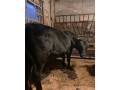 predam-jalovicu-small-0