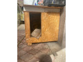 buda-pre-velkeho-psa-small-0