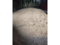 psenica-small-1