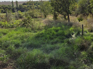 darujem-mladu-travu-na-krmenie-zveri