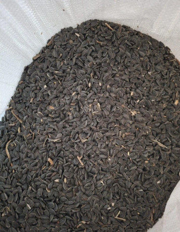 slnecnica-big-0