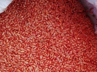 morena-psenica