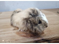 morcata-small-3