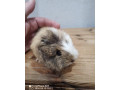 morcata-small-1