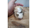 morcata-small-2