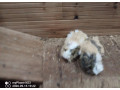 morcata-small-0