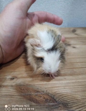 morcata-big-2