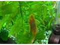 aquarium-zabehnute-small-0