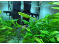 aquarium-zabehnute-small-4