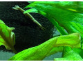 aquarium-zabehnute-small-3