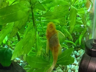 aquarium-zabehnute