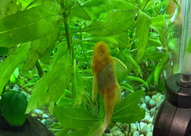 aquarium-zabehnute-big-0