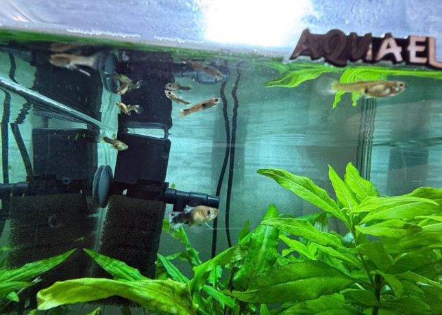 aquarium-zabehnute-big-2