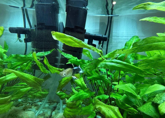 aquarium-zabehnute-big-4