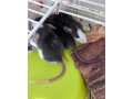 potkan-dumbo-small-3