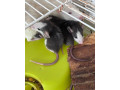 potkan-dumbo-small-2