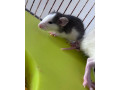 potkan-dumbo-small-1