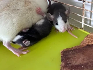 potkan-dumbo