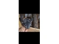 cincila-samicka-small-0