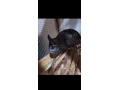 cincila-samicka-small-1