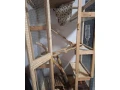 cincila-samicka-small-3