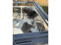 zajac-s-klietkou-small-1