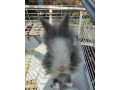 zajac-s-klietkou-small-0