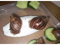 africky-slimak-na-predaj-len-1-eur-small-1