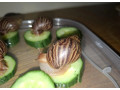 africky-slimak-na-predaj-len-1-eur-small-0