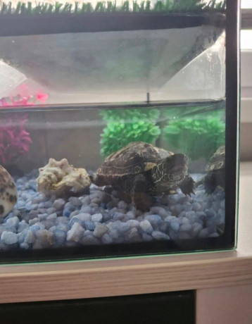 korytnacka-big-2