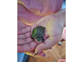 korytnacky-small-4