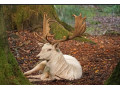 daniel-skvrnity-albin-small-0