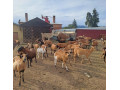 kamerunske-ovecky-small-0